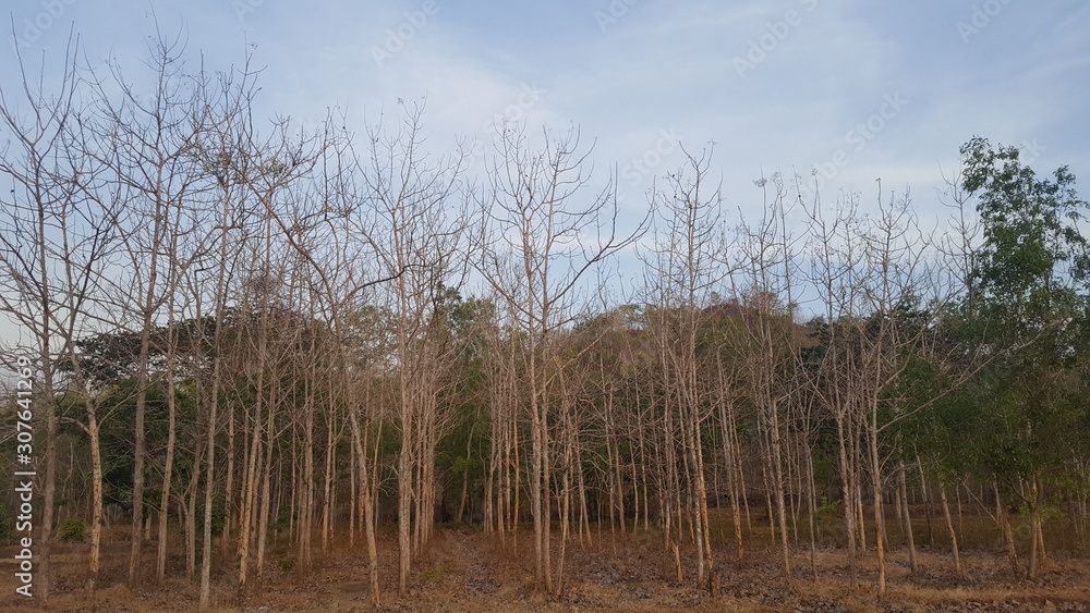 Teak forests and other trees that dry up due to long drought. The branches begin to molt and the leaves fall Teak forests and other trees that dry up due to long drought. The branches begin to molt and the leaves fall