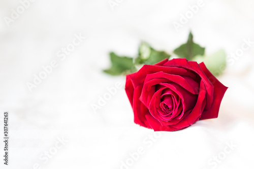 Beautiful red rose on white texture background  Valentine concept background  love and romance