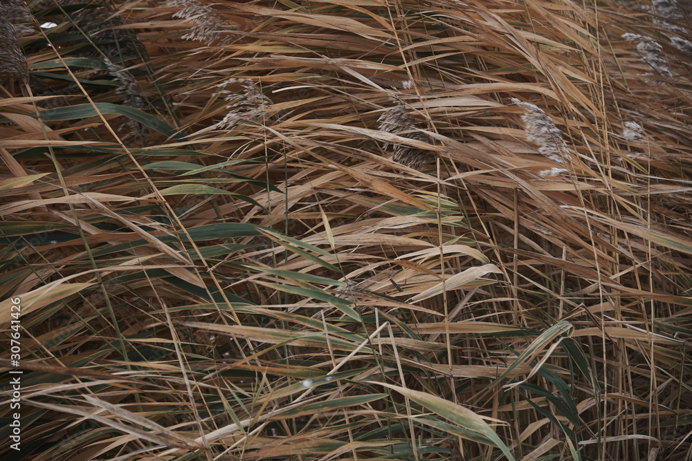 reeds in the wind in autumn as background - close up moderate color reeds in the wind in autumn as background - close up moderate color