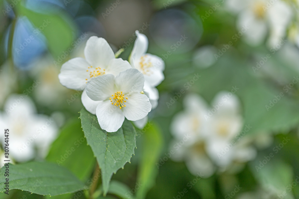 White flowers of Philadelphus. Philadelphus is ornamental flowering shrubs in the garden. Philadelphus fragrant flowers, selective focus, blurred background with beautiful bokeh White flowers of Philadelphus. Philadelphus is ornamental flowering shrubs in the garden. Philadelphus fragrant flowers, selective focus, blurred background with beautiful bokeh