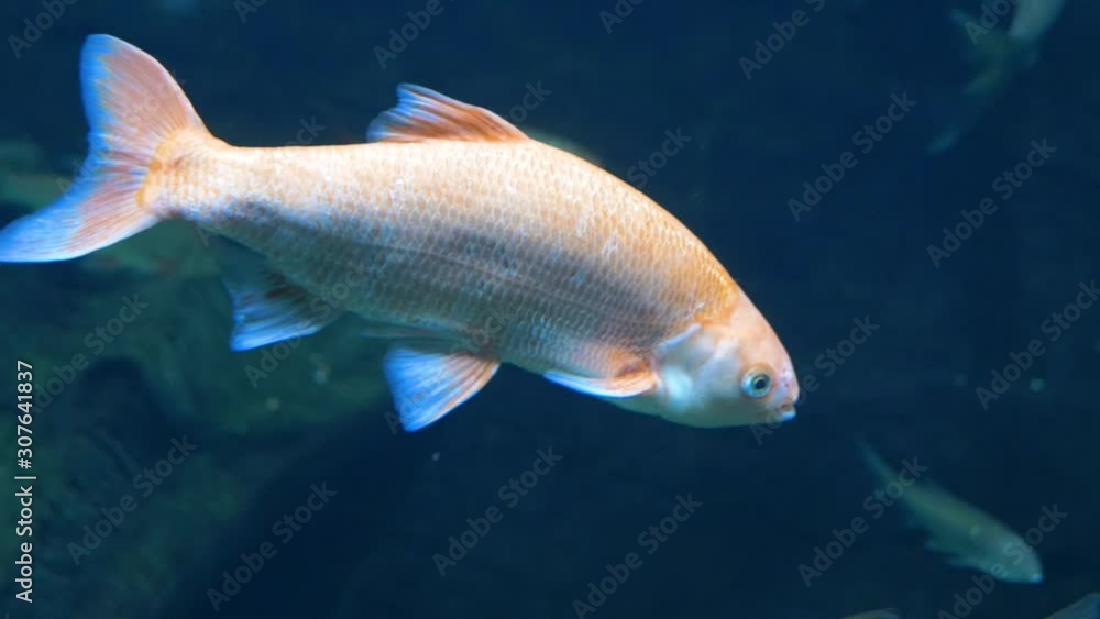 Largest aquarium. dark background. A large gray fish with orange scales swims in the clear water. Close up. Shooting through glass Largest aquarium. dark background. A large gray fish with orange scales swims in the clear water. Close up. Shooting through glass