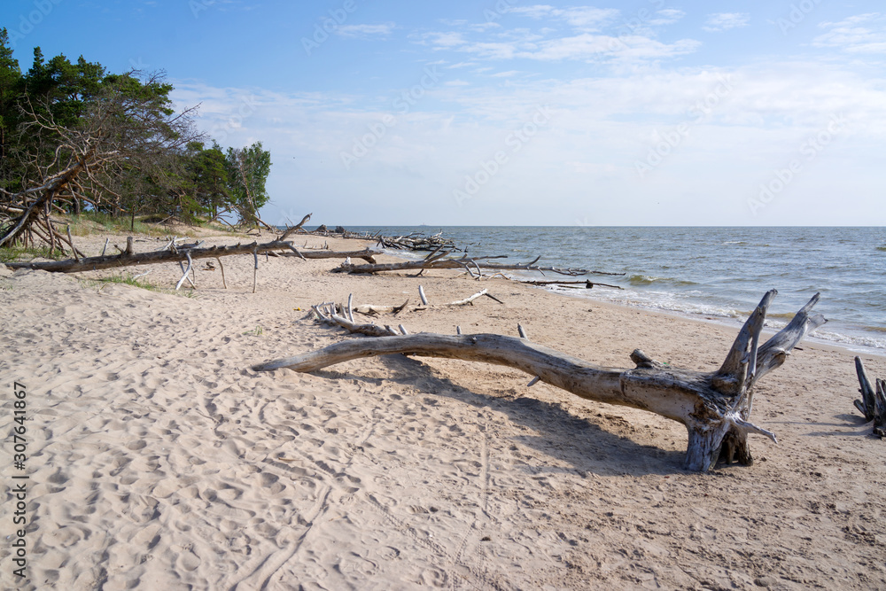 dead tree on the beach, Courland Peninsula, Baltic sea, Latvia