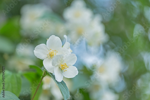 White flowers of Philadelphus. Philadelphus is ornamental flowering shrubs in the garden. Philadelphus fragrant flowers, selective focus, blurred background with beautiful bokeh