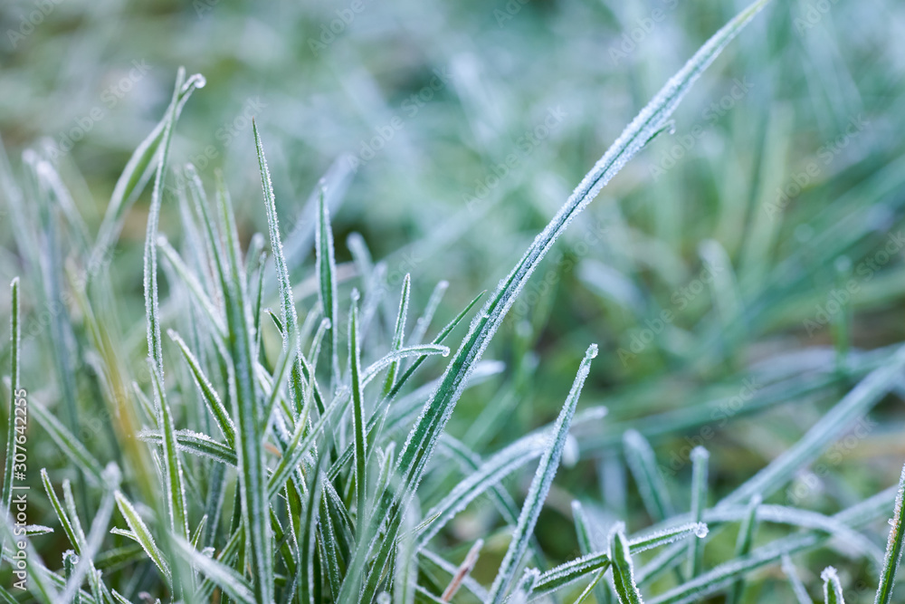 Close up of frozen grass. blurred focus Close up of frozen grass. blurred focus