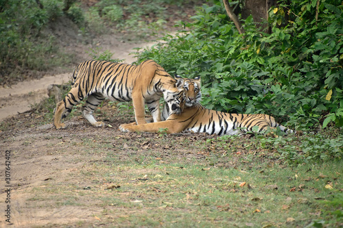 Jim Corbett national tiger reserve forest