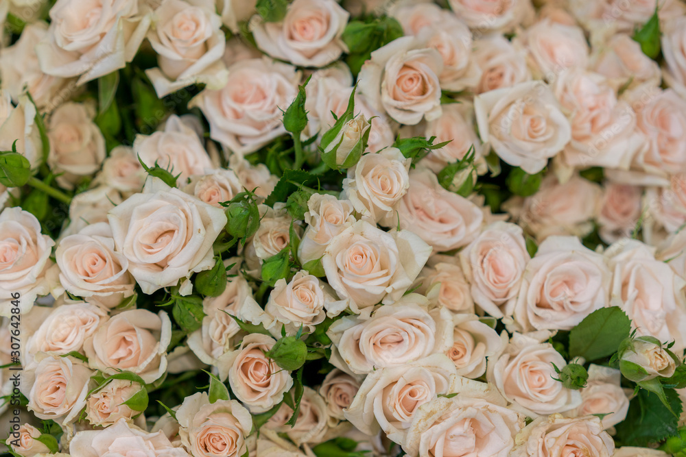 Beige roses background. White roses horizontal seamless pattern. White roses arrangement. A huge bouquet of beige roses Beige roses background. White roses horizontal seamless pattern. White roses arrangement. A huge bouquet of beige roses