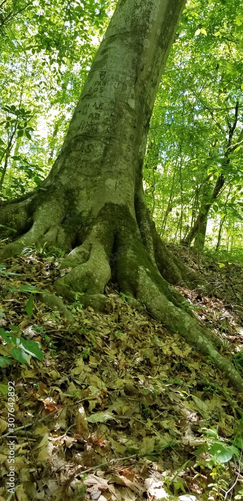 Fototapeta premium tree in forest