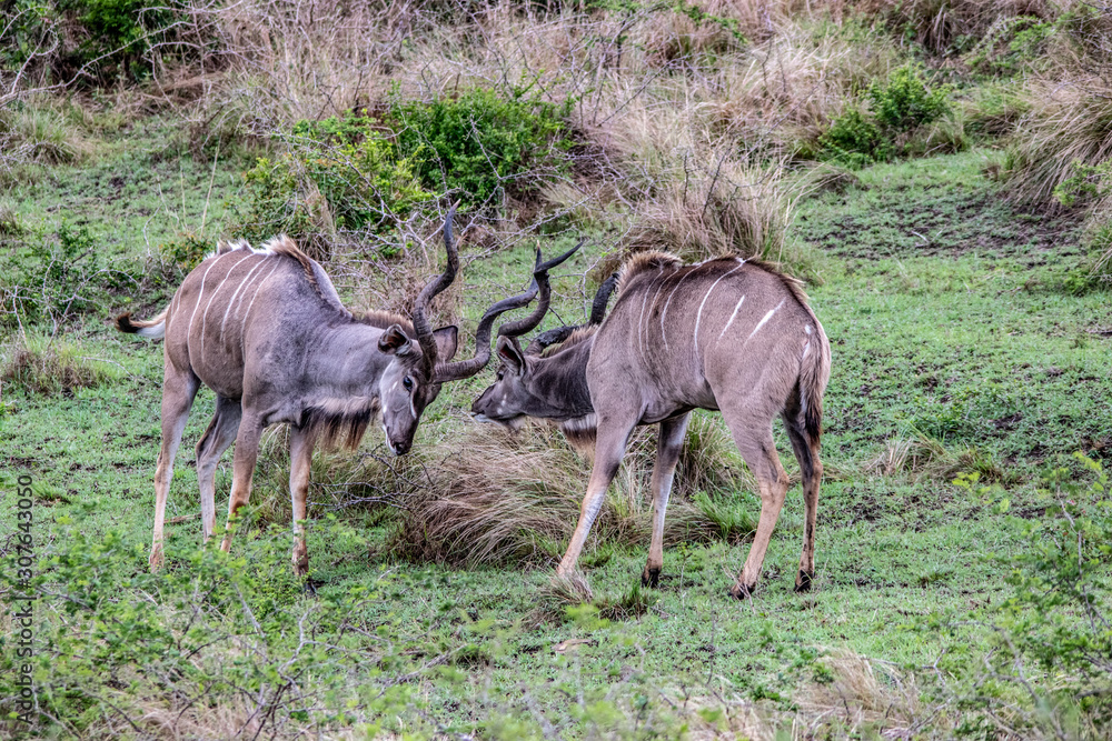 Kudu bulls fighting Kudu bulls fighting