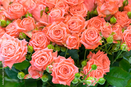 Fresh pink roses. Large, beautiful bouquet of pink roses