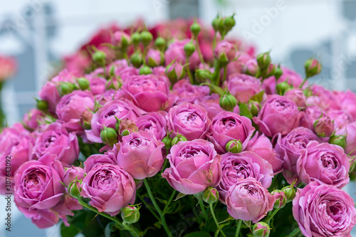 Fresh purple roses. Large  beautiful bouquet of purple roses