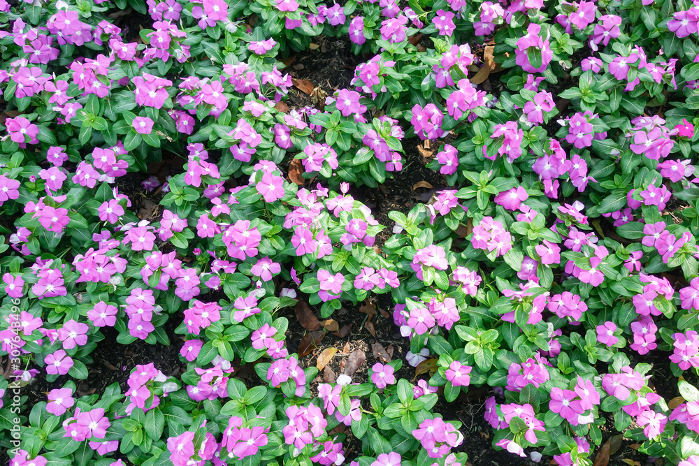 Bright pink impatiens hawkeri flowers