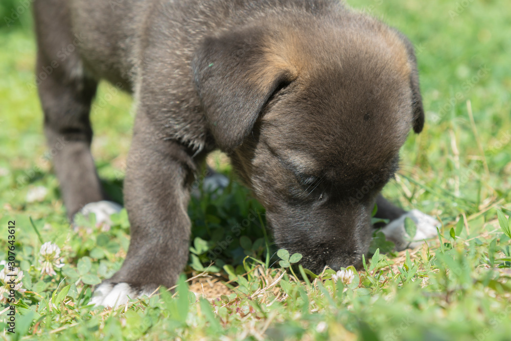 Little black puppy plays in the grass. Close-up Little black puppy plays in the grass. Close-up