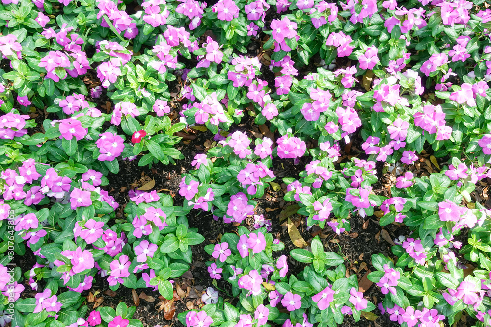 Fototapeta premium Bright pink impatiens hawkeri flowers