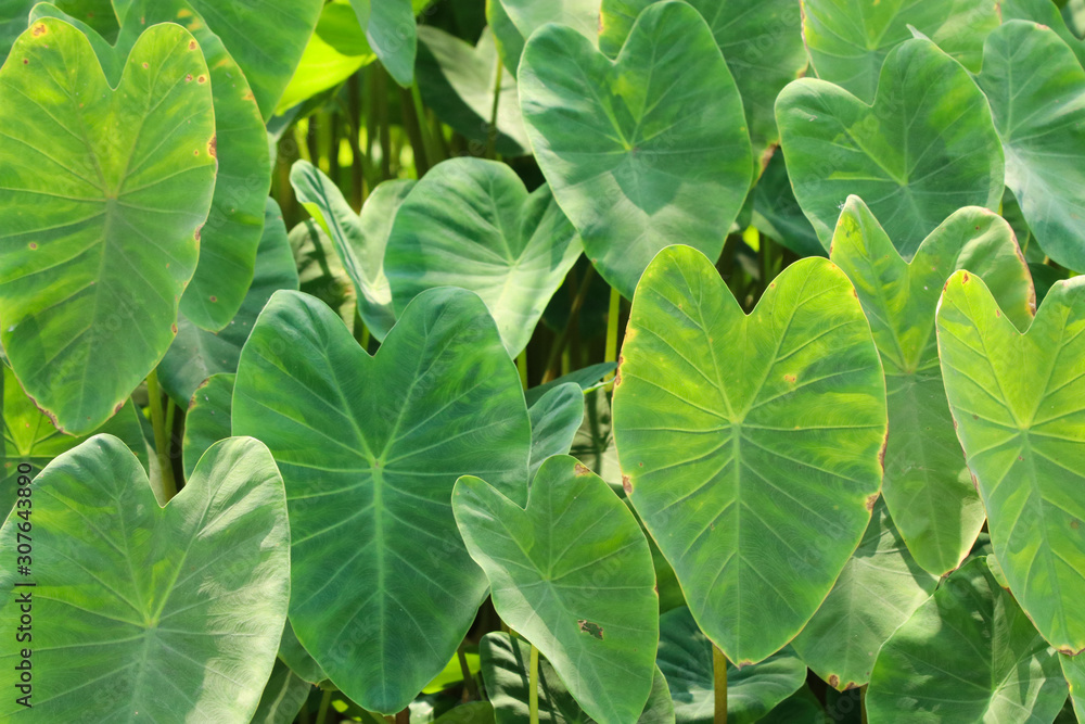 Elephant Ear nature green leaves with sunny background Elephant Ear nature green leaves with sunny background