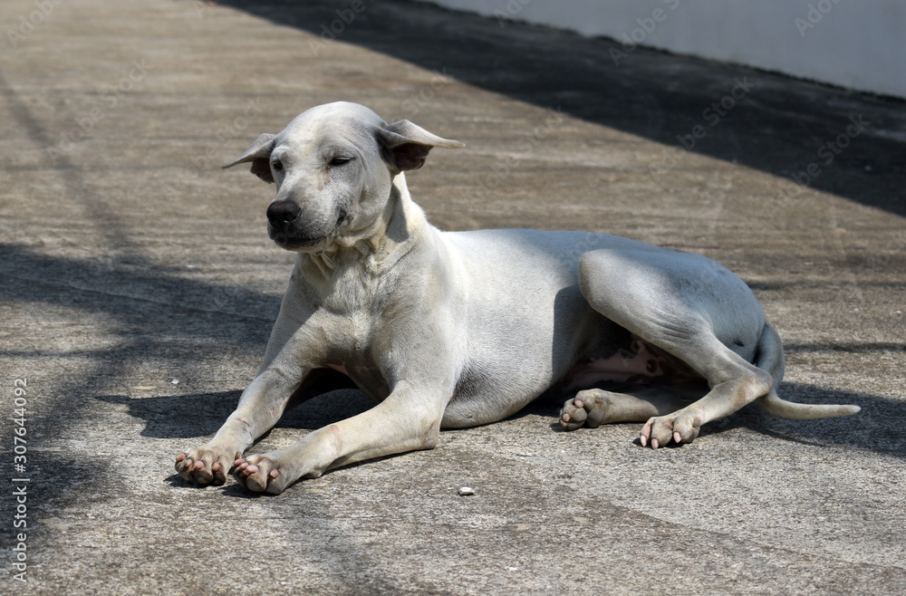 A stray street dog. The problem of street stray animals. Stock Photo |  Adobe Stock