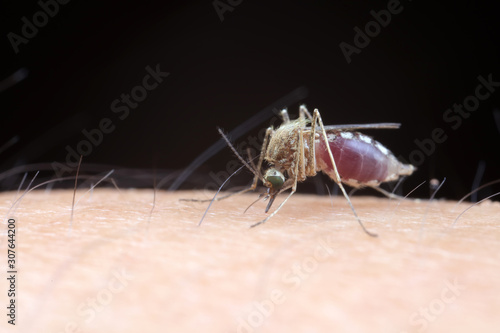 Aedes albopictus sucking blood