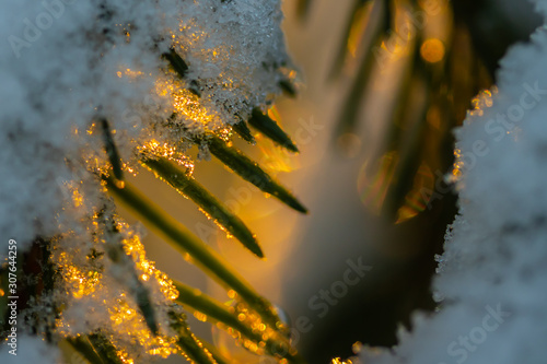 Coniferous forest at winter sunrise. Spruce branches covered with snow. Bokeh effect.