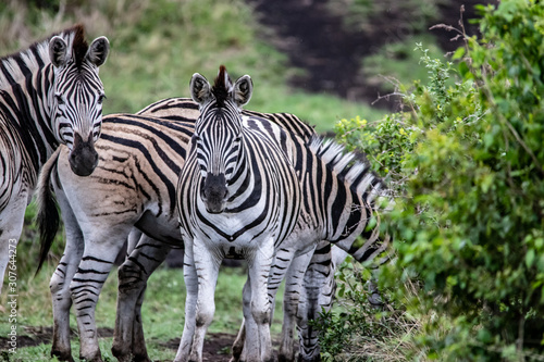 zebra in bush