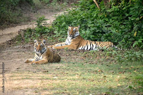 Jim Corbett national tiger reserve forest