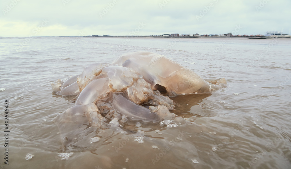 Naklejka premium A washed up giant jelly fish aquatic sea creature, stranded and beached on a gloomy overcast beach setting. Transparent sea creatures ecology and translucent jellies. Dead animals marooned.