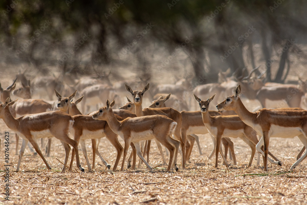 herd of Blackbuck deer herd of Blackbuck deer