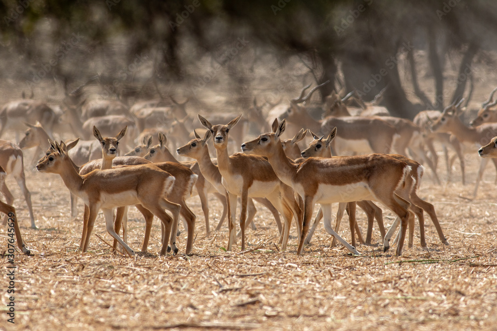 herd of deer herd of deer