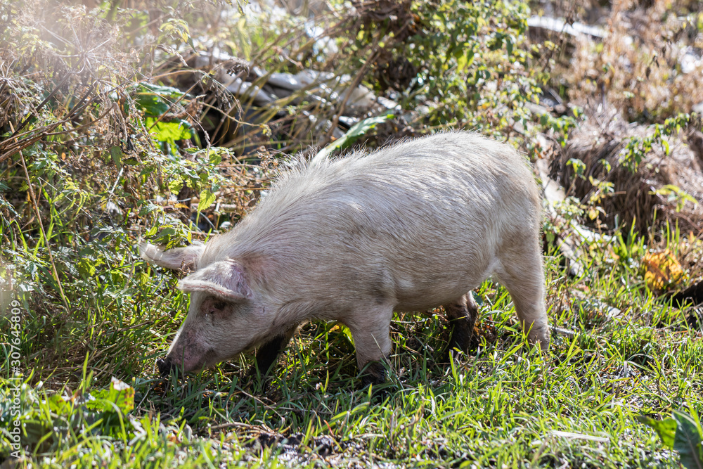 A domestic pig grazes freely on the lawn near a house in Ushguli village in Svaneti in the mountainous part of Georgia A domestic pig grazes freely on the lawn near a house in Ushguli village in Svaneti in the mountainous part of Georgia