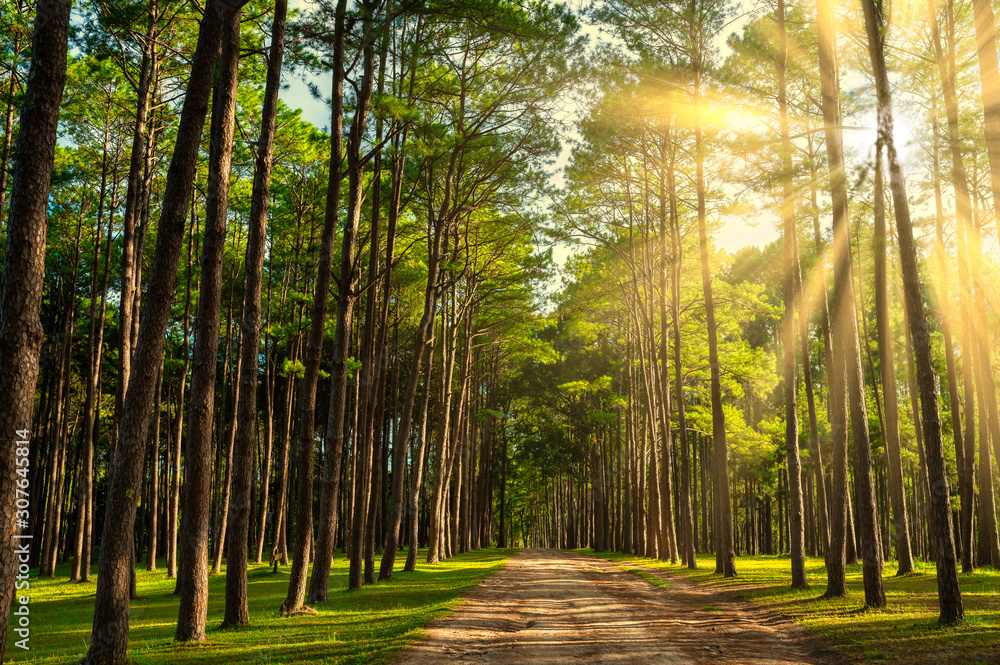 Pine forest with sun light at Bor Keaw public park, Chiang mai, Thailand Pine forest with sun light at Bor Keaw public park, Chiang mai, Thailand