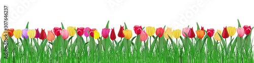 Fototapeta Naklejka Na Ścianę i Meble -  Horizontal panorama of many multi-colored tulips growing in the grass isolated on a white layer. Vector illustration in realistic style for banners and decoration of any festive projects.