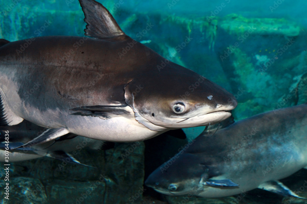 Fototapeta premium Iridescent shark (Pangasianodon hypophthalmus)