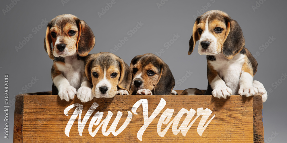 New Year 2020. Beagle tricolor puppies are posing. Cute white-braun-black doggies or pets playing on grey background. Look attented and playful. Studio photoshot. Concept of motion, movement, action. - obrazy, fototapety, plakaty 