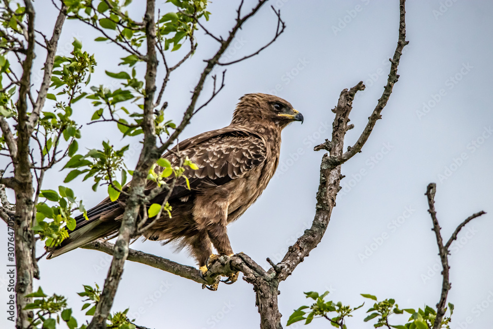 bird on branch bird on branch