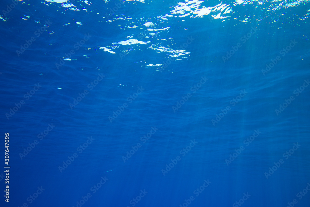 Tranquil underwater scene with copy space Tranquil underwater scene with copy space