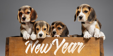 New Year 2020. Beagle tricolor puppies are posing. Cute white-braun-black doggies or pets playing on grey background. Look attented and playful. Studio photoshot. Concept of motion, movement, action.