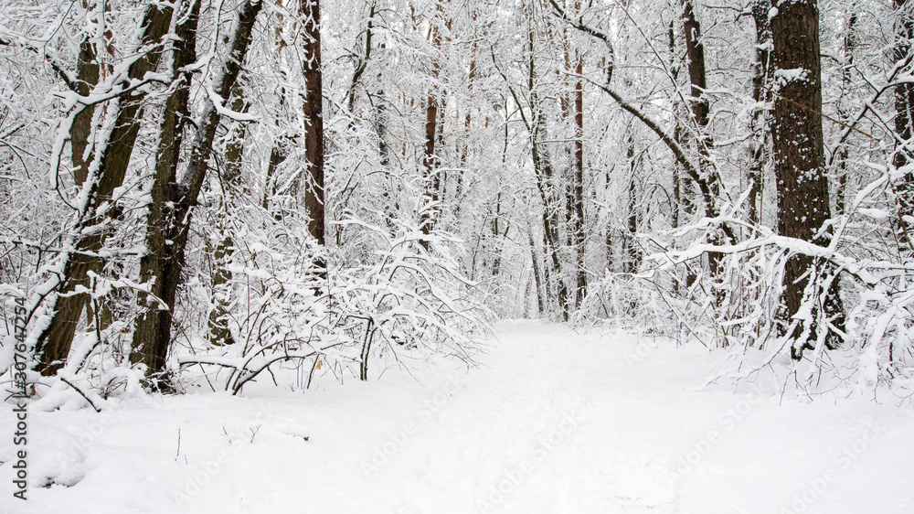 Fototapeta premium beautiful winter forest and the road