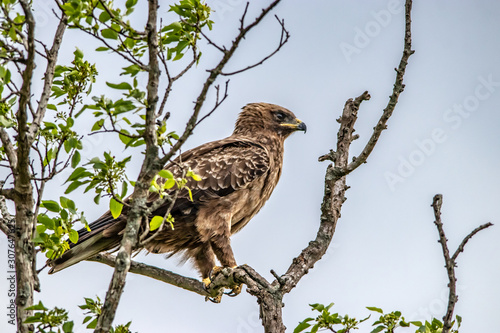 bird on a branch