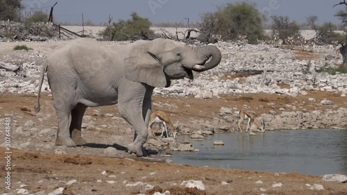 african elephants. South africa, Namibia