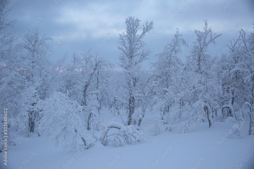Naklejka premium trees in winter