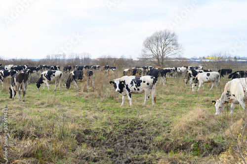 Wallpaper Mural black and white cows graze on the pasture in autumn Torontodigital.ca