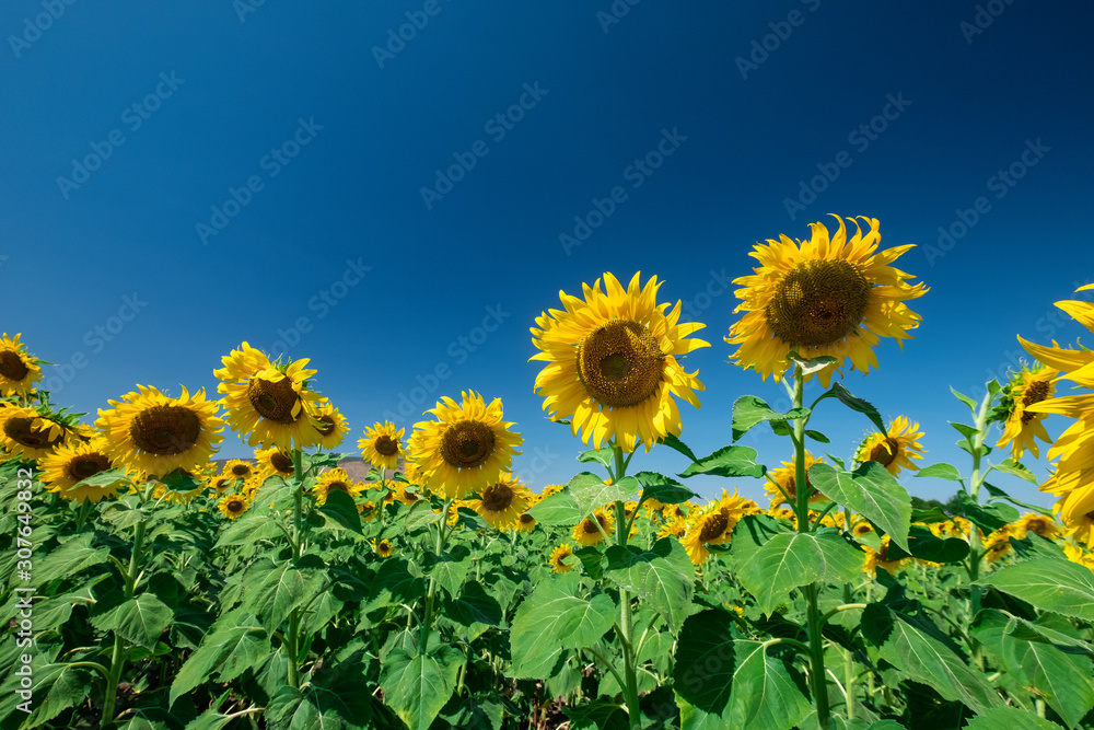 Sunflower field and blue sky background Sunflower field and blue sky background