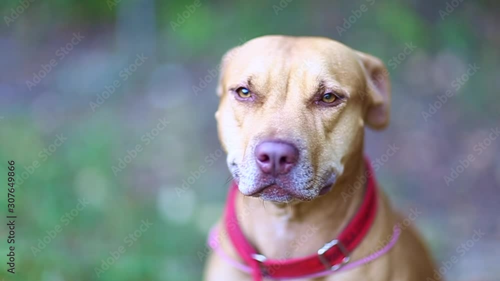 1-16portrait of a dog breed American pit bull Terrier red, sitting looking at the camera, summer Sunny warm day 1-16portrait of a dog breed American pit bull Terrier red, sitting looking at the camera, summer Sunny warm day