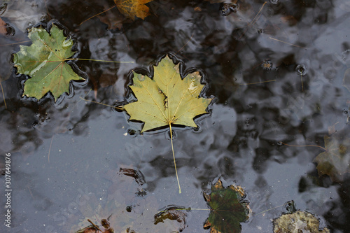 Dark rainwater puddle with fallen leaves and reflection