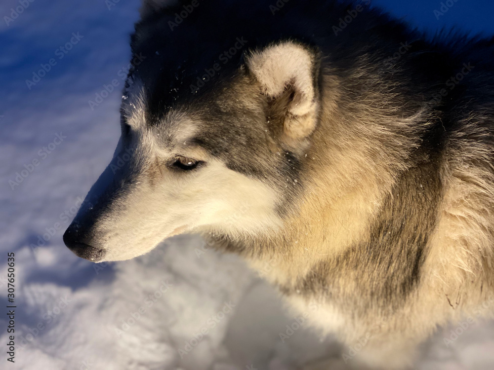 Fototapeta premium Smart Siberian husky dog portrait standing on snow in winter forest.