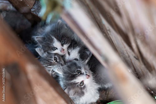 Canvas Print fluffy little wild cats hiding from people