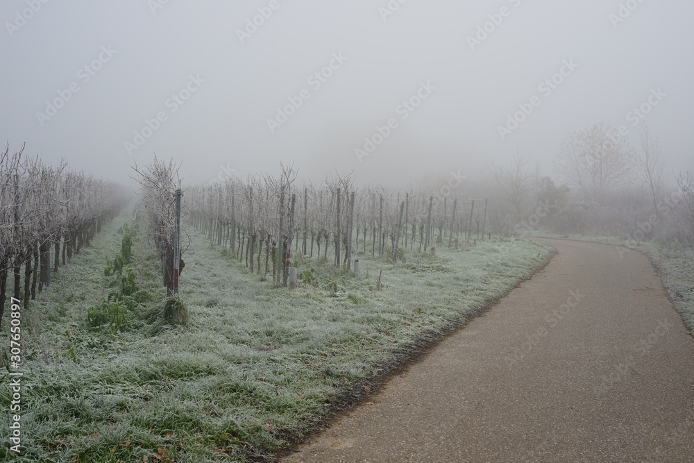 Weinbergweg bei Frost und Nebel Weinbergweg bei Frost und Nebel
