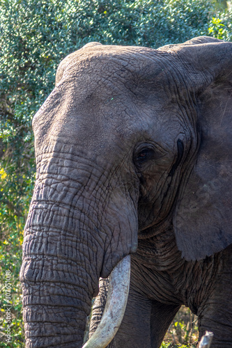 elephant in the Bush © Llewellyn