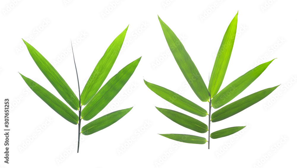 bamboo leaves isolated on a white bamboo leaves isolated on a white