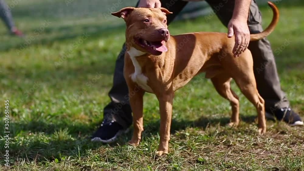 dog breed American Pete bull Terrier red, stands next to the owner, the owner encourages the sports dog patting on the side dog breed American Pete bull Terrier red, stands next to the owner, the owner encourages the sports dog patting on the side