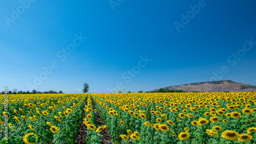 Sunflower field and blue sky background