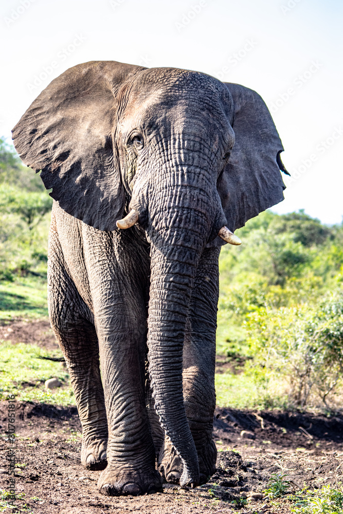 Obraz premium elephant on road